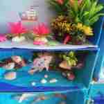 edf