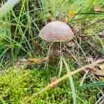 Z. Purgal