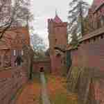 Modrzew europejski Malbork fot. Mateusz Szarek